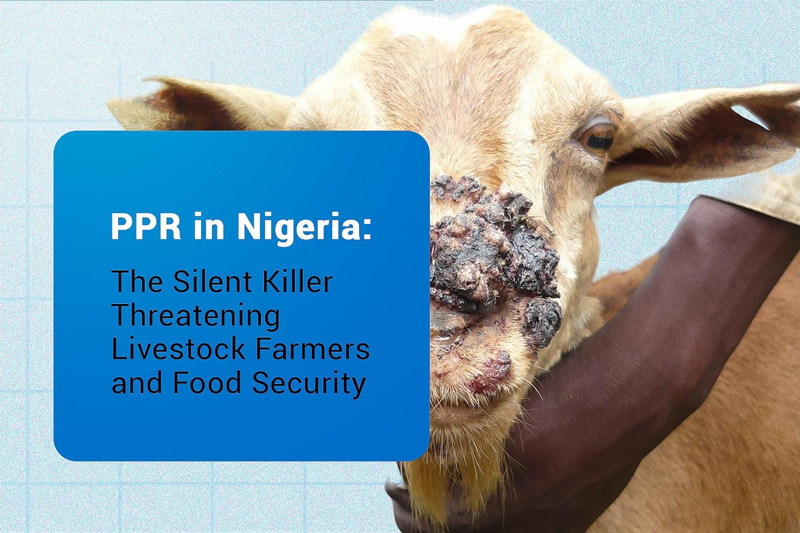 PPR in Nigeria: The silent killer threatening Livestock farmers and food security - Cover Image